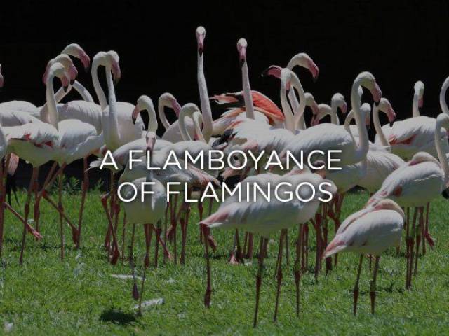 Animal - W A Flamboyance Of Flamingos