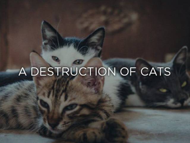 A Destruction Of Cats