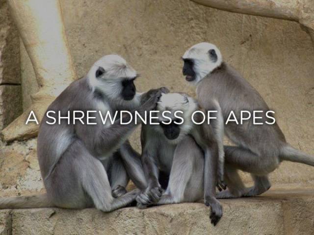 Shrewdness Of Apes