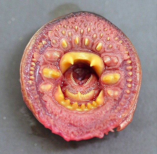 Nature is full of scary stuff that will scare the hell out of you.Lamprey-The inside of a lamprey’s mouth is so horrifying that I will be haunted by this image forever. Goodnight!