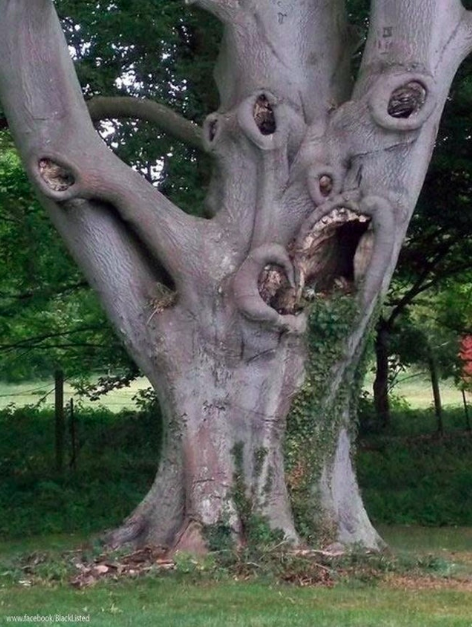 Nature's scream-I know it’s bad to anthropomorphize objects without faces, but that tree is clearly in pain and we have to do something to help it.