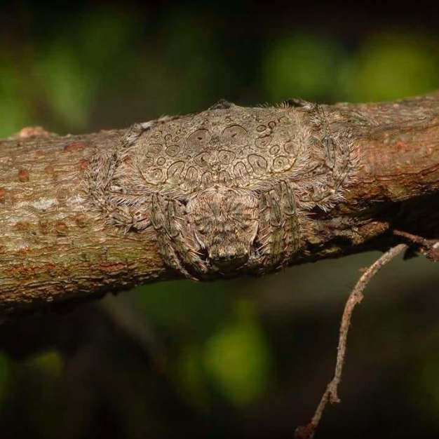 Wrap-around spider-Australia is home to many of nature’s basest horrors, one of them being the wrap-around spider that can flatten itself around a branch so you don’t know it’s there until you’re dead.