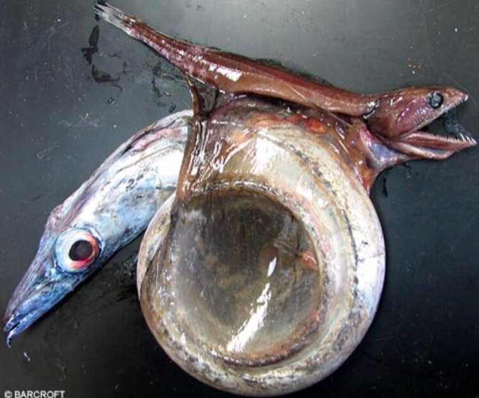 This clearly evil fish died trying to swallow another fish that was four times its size.

Talk about your eyes being too big for your stomach.