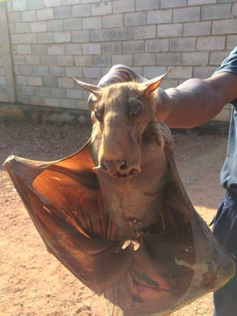 Hammerhead bat-This looks like a creature out of a sci-fi movie, but it’s not. It’s real. And it’s big.

And it’s coming to get you while you sleep.