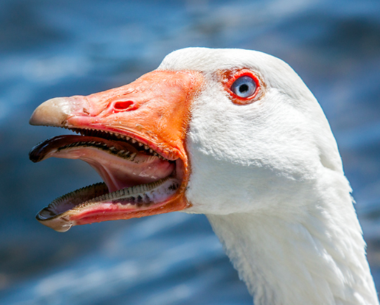 Goose mouth-Those are mean, terrifying creatures and I can’t believe we co-exist with them.