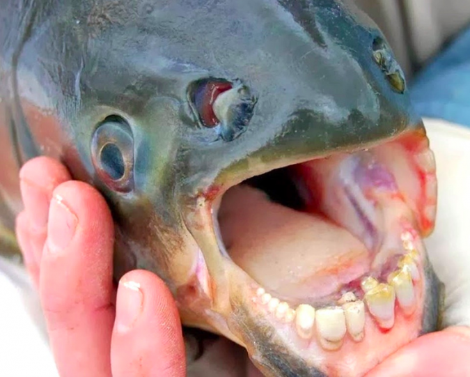 Pacu fish-These fish have big ol’ human teeth and while they’re primarily herbivores, they’ve been known to chomp off a set of testicles there and there.