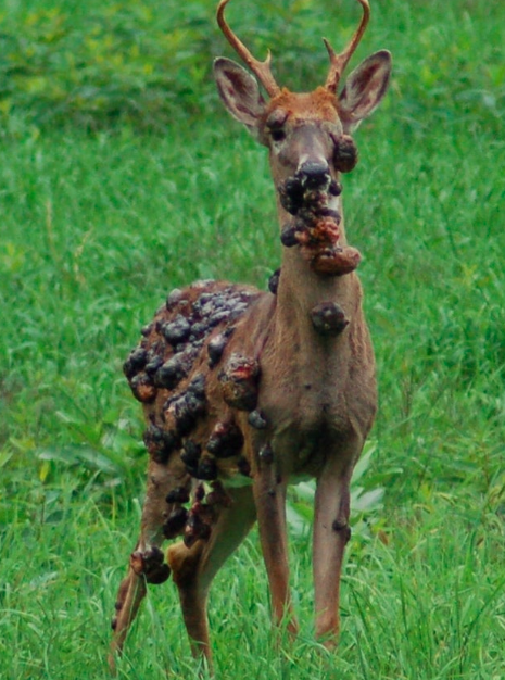 OK, this isn’t actually a zombie deer, but it is a deer covered with cutaneous fibromas, which are common, harmless tumors that appear on white-tailed deer.