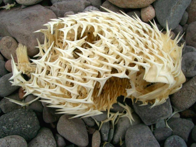 Blowfish-That right there is the skeleton of a blowfish. Rad.