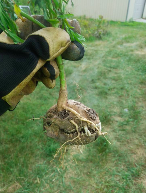 Skull root-That plant had no mercy and built itself right into the skull of that poor, dead animal. Nature is effing scary.
