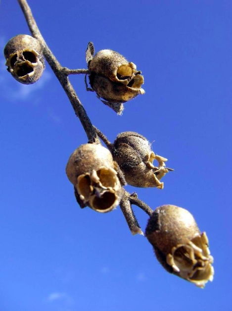 Skull blossoms-These aren’t the skulls of tiny dead animals. These are simply the seed pods of snapdragons. They just look horrifying!