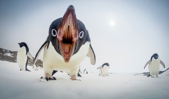 Penguin-Turns out there’s a certain angle at which an adorable penguin looks like an alien killing machine. Who knew?!