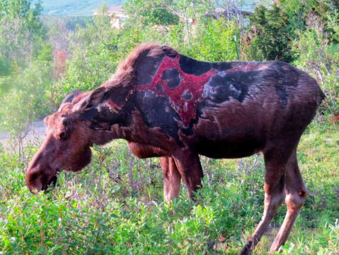 Moose-This is what happened to this moose after it was struck by lightning! Isn’t that amazing slash super disgusting?!