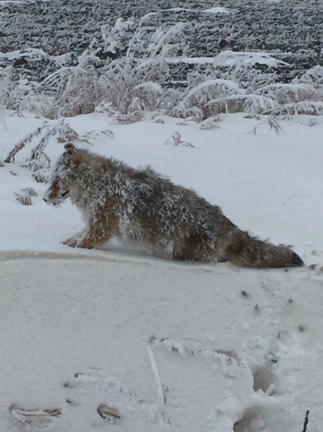 Frozen coyote-This coyote got caught in the cold and died frozen in place.