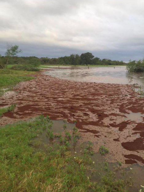 This isn’t red clay. This is millions of fire ants creating floating islands during a flood. No thank you.