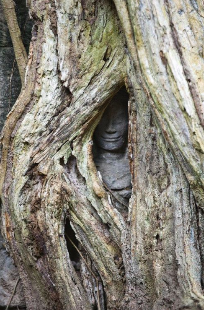 Look at this tree, growing all around and hiding this sneaky statue. It looks like it knows all my secrets and I don’t like it.