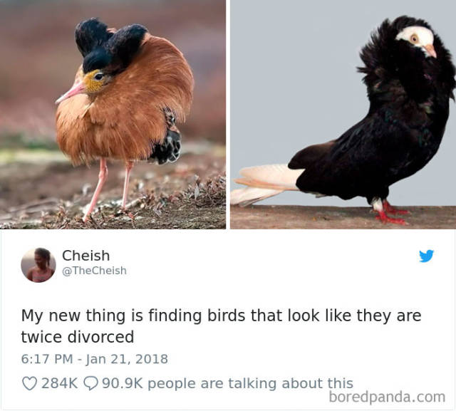my new hobby is finding birds that look like they re twice divorced - Cheish My new thing is finding birds that look they are twice divorced people are talking about this boredpanda.com