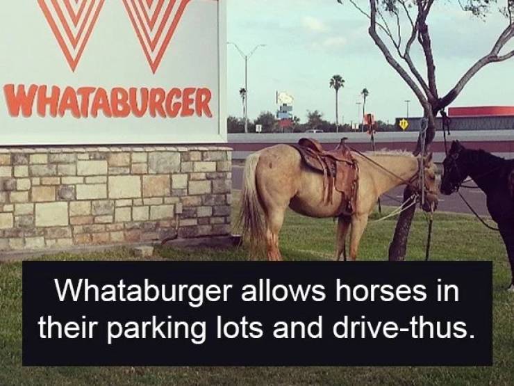 whataburger - Whataburger Whataburger allows horses in their parking lots and drivethus.