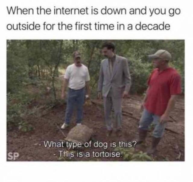 type of dog is this meme - When the internet is down and you go outside for the first time in a decade What type of dog is this? This is a tortoise. Sp