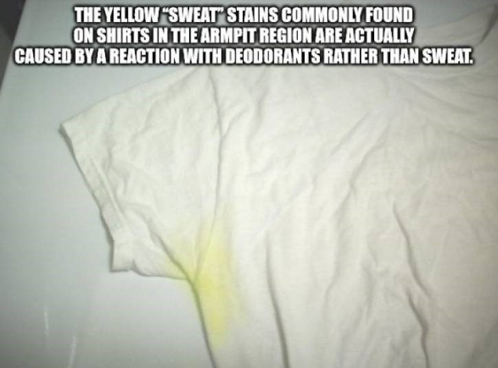 socially awkward penguin meme - The Yellow Sweat Stains Commonly Found On Shirts In The Armpit Region Are Actually Caused By A Reaction With Deodorants Rather Than Sweat.