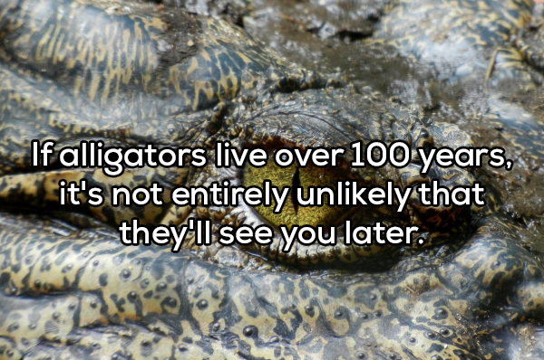 showerthought - crocodile facts for kids - If alligators live over 100 years. it's not entirely unly that they'll see you later.
