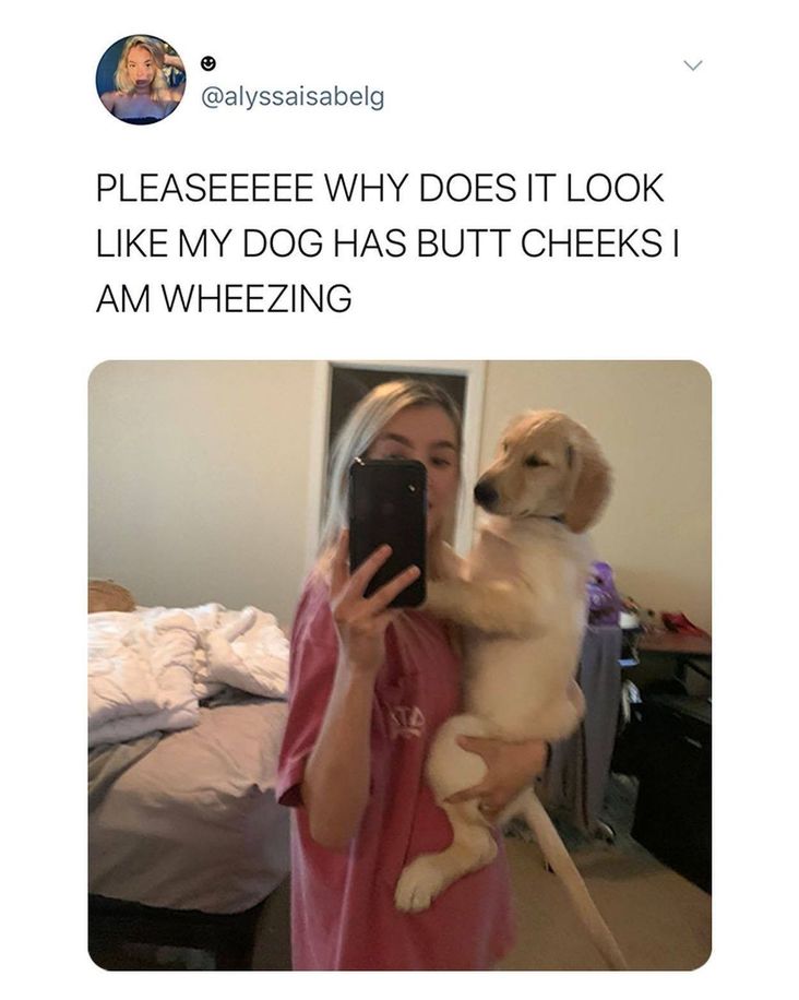 Pleaseeeee Why Does It Look My Dog Has Butt Cheeksi Am Wheezing