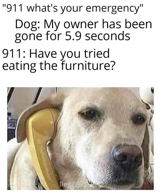 dog helpdesk - "911 what's your emergency" Dog My owner has been gone for 5.9 seconds 911 Have you tried eating the furniture? liegzice
