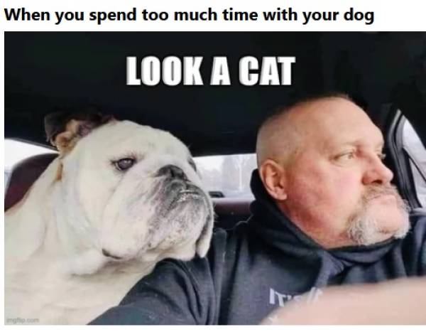 photo caption - When you spend too much time with your dog Look A Cat