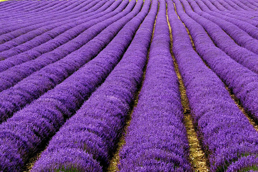 Lavender Fields, UK