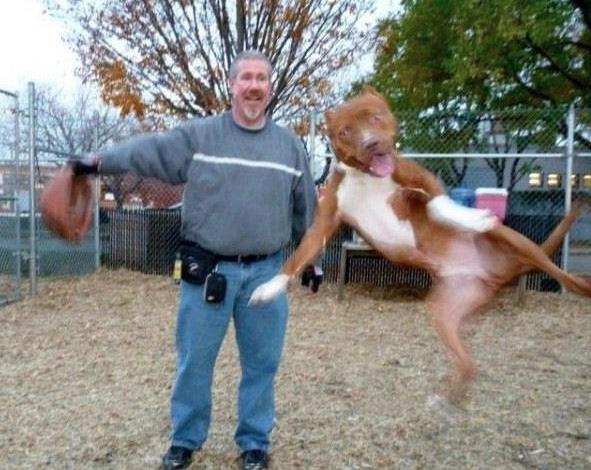 The Greatest Animal Photobombs Of All Time