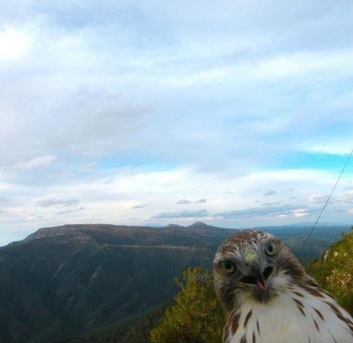 The Greatest Animal Photobombs Of All Time