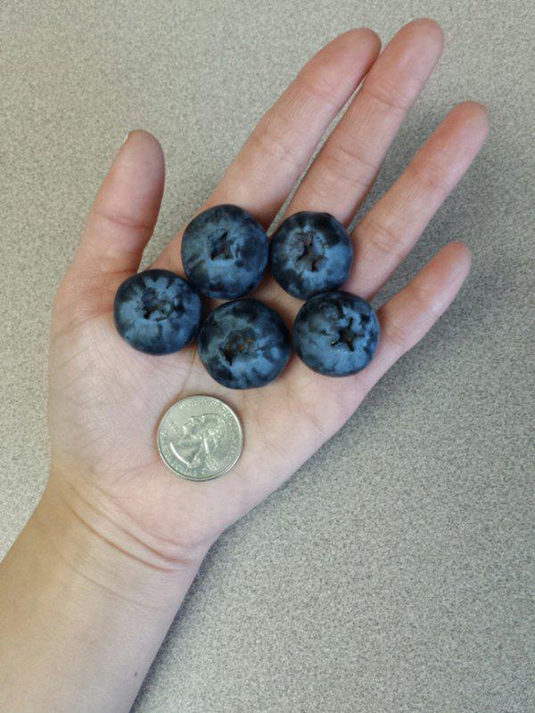 Will these quarter-sized blueberries suffice?