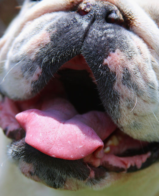 A dog's mouth is not cleaner than a human's. Don't believe me? Smell one. Or Google it.