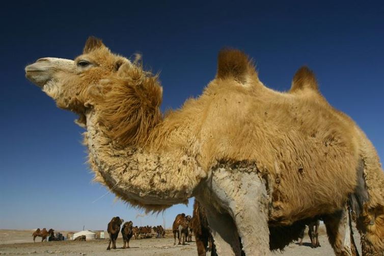 A camel's hump is full of fat, not water. Take that, Alice!
