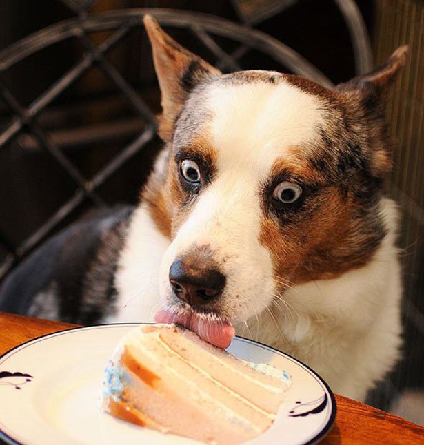 dog staring and licking a piece of cake funny