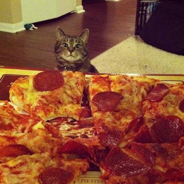 cats and pizza