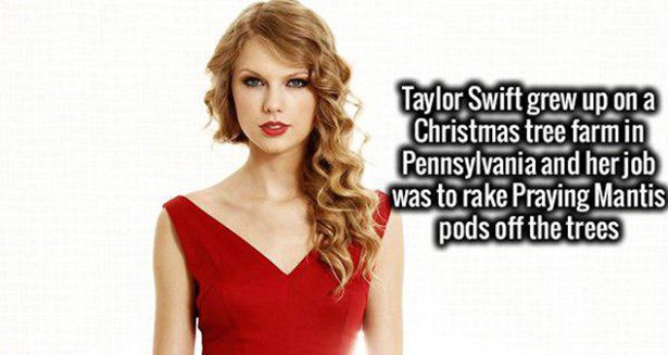 taylor swift red short dress - Taylor Swift grew up on a Christmas tree farm in Pennsylvania and her job was to rake Praying Mantis pods off the trees