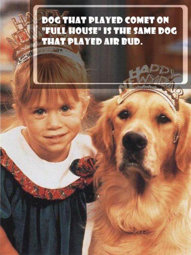 full house michelle tanner - Dog That Played Comet On "Full House" Is The Same Dog That Played Air Bud.
