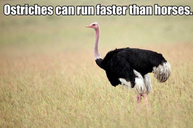 bird can not fly - Ostriches can run faster than horses.