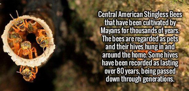 membrane winged insect - Central American Stingless Bees that have been cultivated by Mayans for thousands of years. The bees are regarded as pets and their hives hung in and around the home. Some hives have been recorded as lasting over 80 years, being p