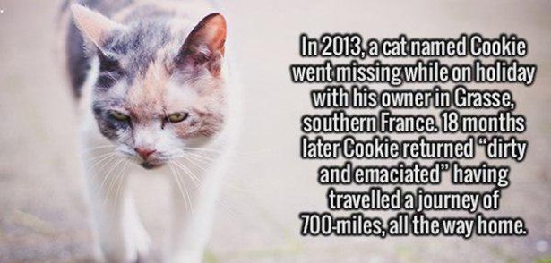 photo caption - In 2013, a cat named Cookie went missing while on holiday with his owner in Grasse, southern France. 18 months later Cookie returned "dirty and emaciated" having travelled a journey of 700 miles, all the way home.