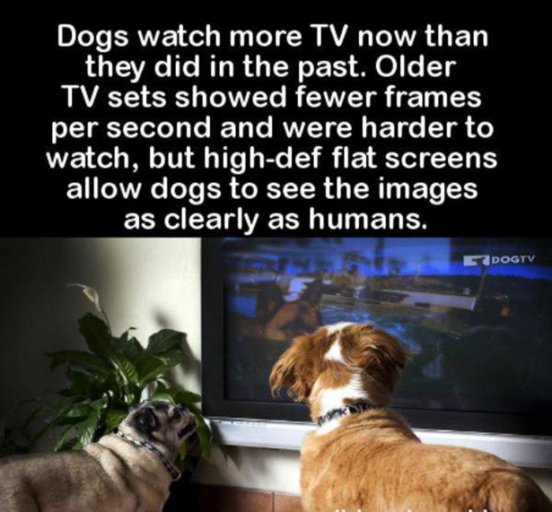 Dog - Dogs watch more Tv now than they did in the past. Older Tv sets showed fewer frames per second and were harder to watch, but highdef flat screens allow dogs to see the images as clearly as humans. 2 Dogtv