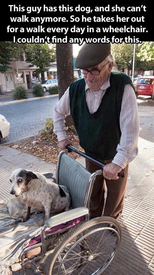 old man walks dog in wheelchair - This guy has this dog, and she can't walk anymore. So he takes her out for a walk every day in a wheelchair. I couldn't find any words for this.