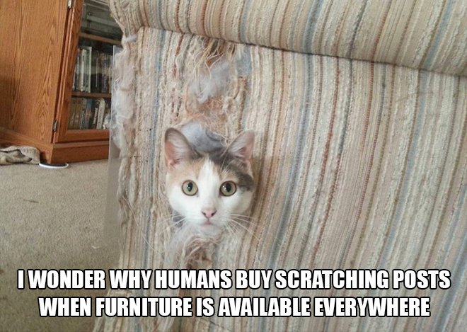 Just cat thoughts - ptsd clarinet kid - I Wonder Why Humans Buy Scratching Posts When Furniture Is Available Everywhere