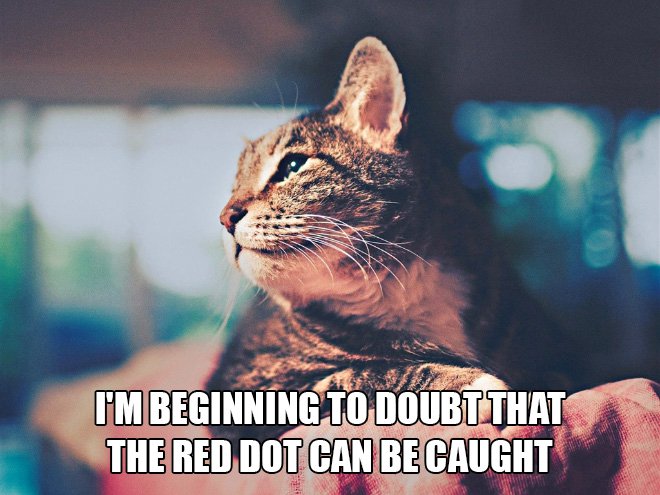 Just cat thoughts dreamy cat - I'M Beginning To Doubt That The Red Dot Can Be Caught