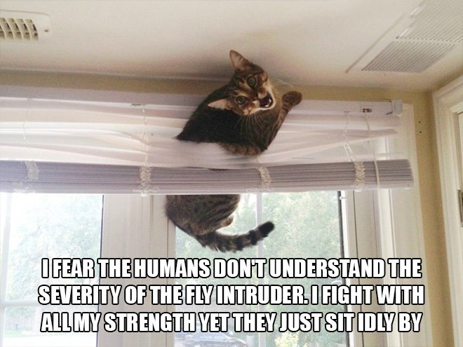 Just cat thoughts stuck cat meme - I Fear The Humans Dontunderstand The Severity Of The Fly Intruder Ifight With Allmy Strength Yet They Just Sit Idly By
