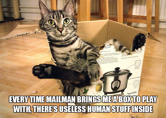 Just cat thoughts thought you were never coming - Type 6322 Every Time Mailman Brings Me A Boxto Play With, There'S Useless Human Stuff Inside