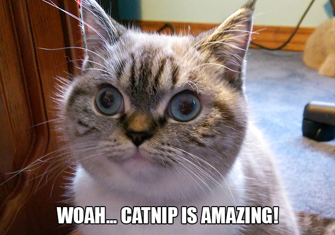 Just cat thoughts cat confuse gif - Woah..Catnip Is Amazing!