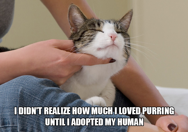Just cat thoughts I Didn'T Realize How Much I Loved Purring Until I Adopted My Human