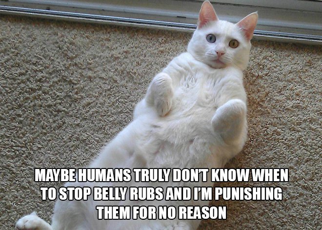 Just cat thoughts Maybe Humans Truly Dont Know When To Stop Belly Rubs And I'M Punishing Them For No Reason