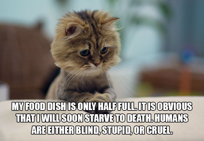 Just cat thoughts cut and funny pics of cats - My Food Dish Is Only Half Fullitis Obvious That I Will Soon Starve To Death. Humans Are Either Blind, Stupid, Or Cruel